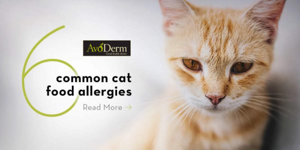 The 6 Most Common Food Allergies In Cats AvoDerm