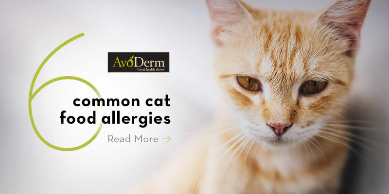 cat food to help with allergies