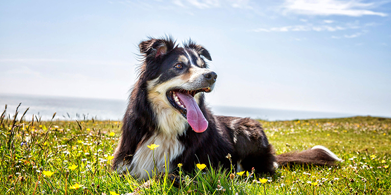 How Can A Rotational Diet Benefit Your Dog?