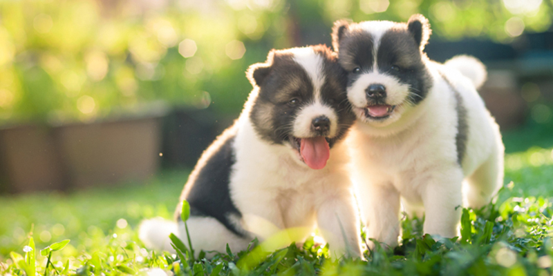 How to Prevent Bad Dog Behavior? The Importance of Socializing Your New Puppy