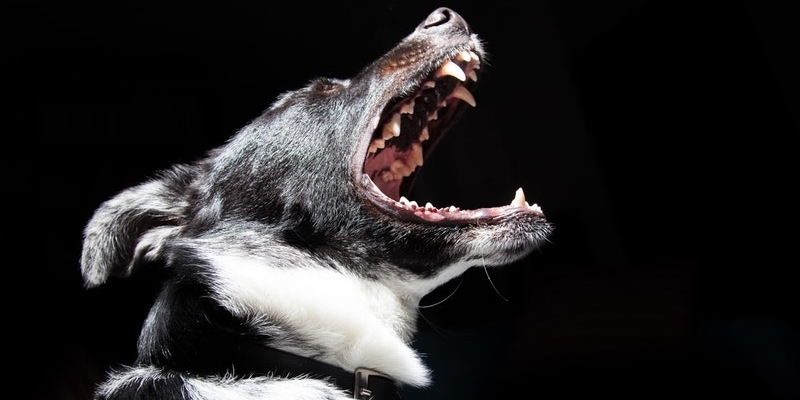 A Guide to Aggressive Dogs and Training