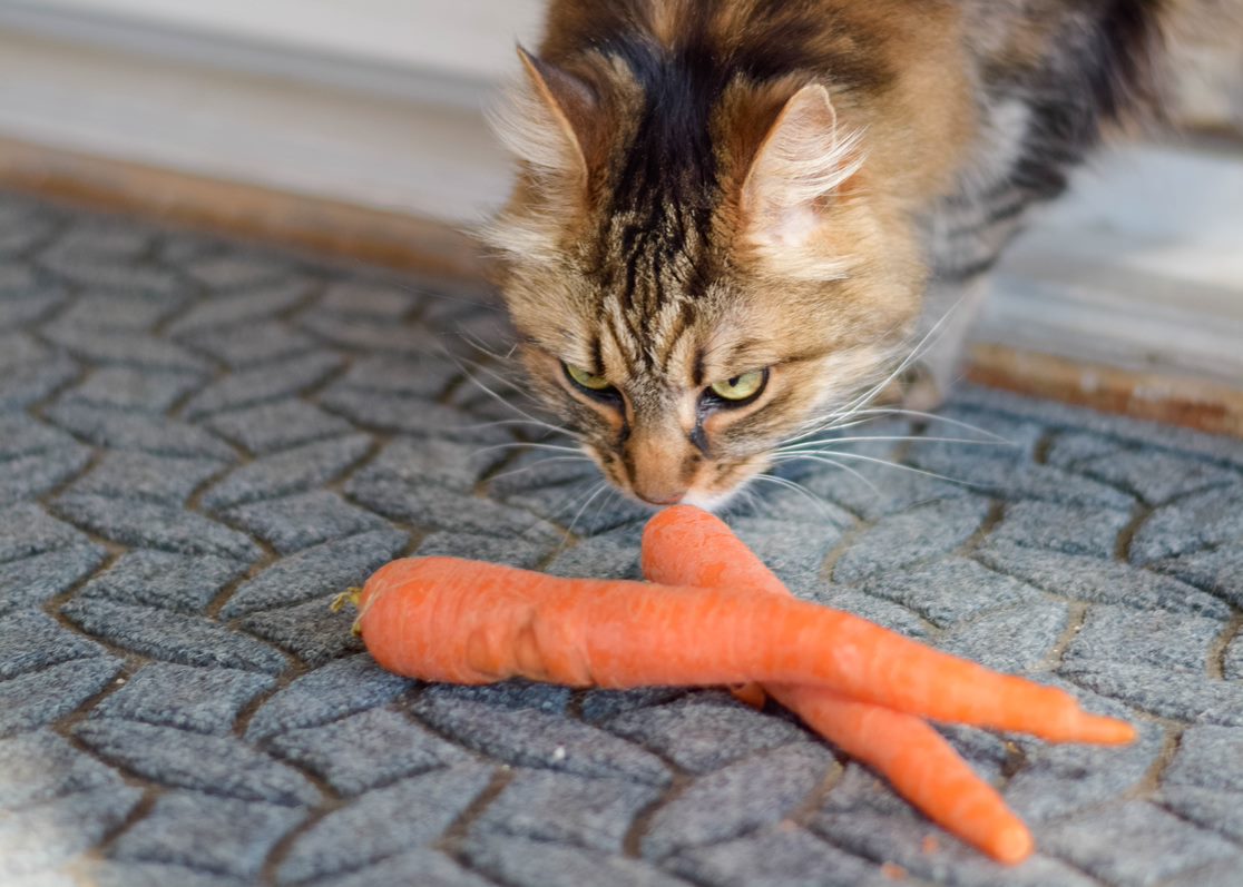 Can Cats Eat Carrots? - AvoDerm