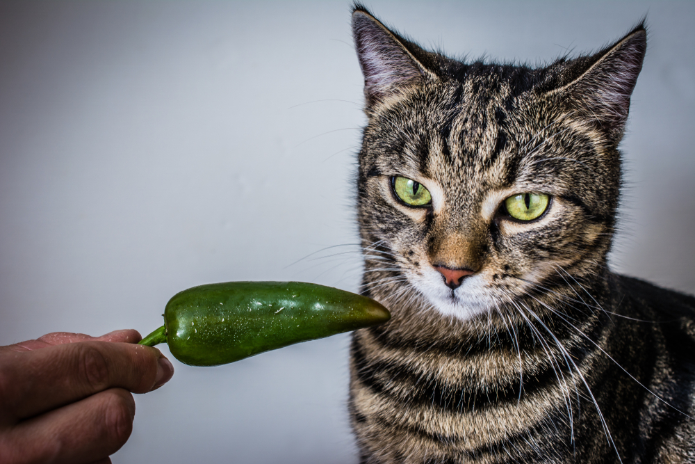 Can Cats Eat Spicy Food? - AvoDerm