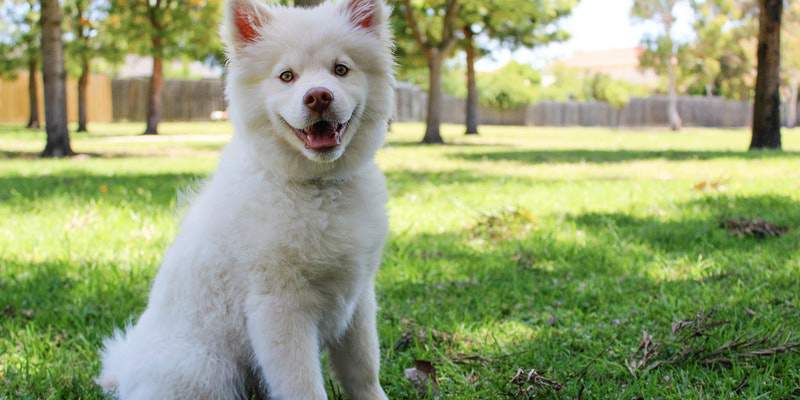 Can Dogs Eat Avocado?