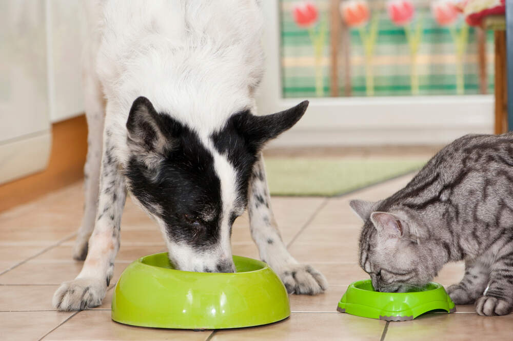 is dog food good for cats to eat