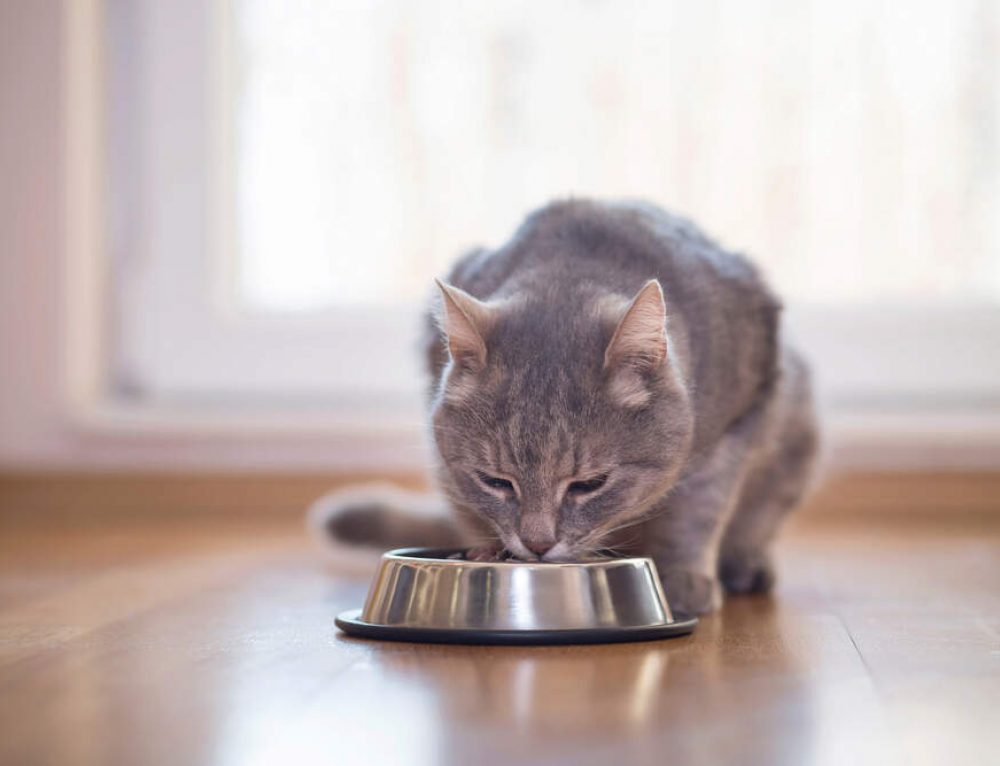 7 Healthy Human Foods for Cats to Enjoy AvoDerm