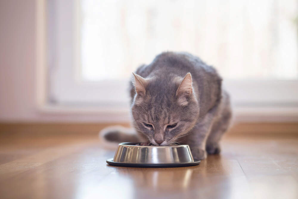 Cat store picky eater