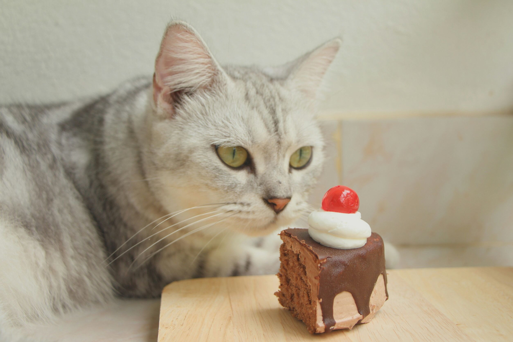 Can Cats Eat Chocolate? AvoDerm