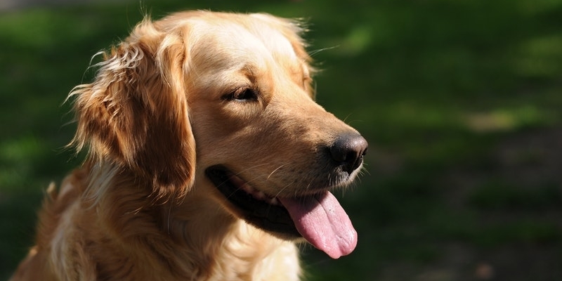 How to Keep a Dog’s Teeth Clean and Healthy