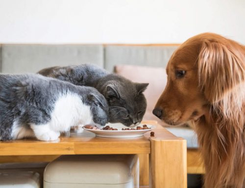 What Is the Difference Between Dog and Cat Food?