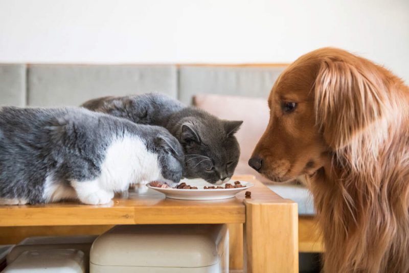 What Is the Difference Between Dog and Cat Food? AvoDerm