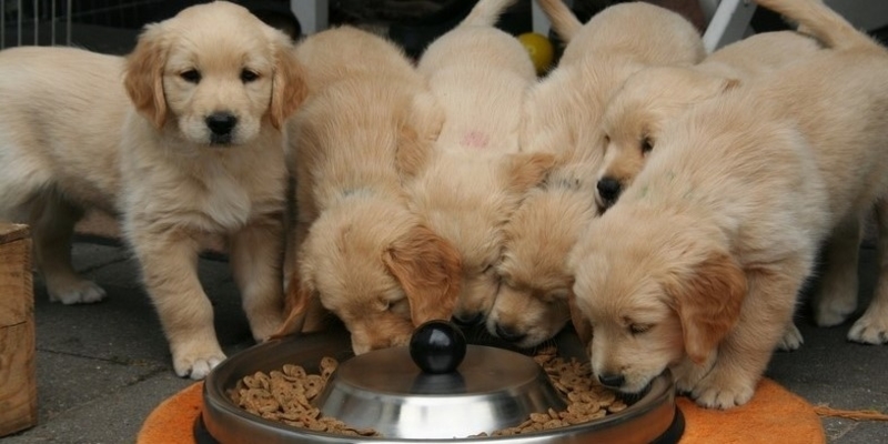 How to stop puppy 2024 from eating cat food