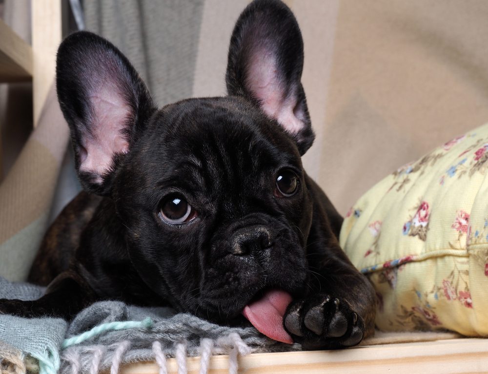 7 Safe Essential Oils for Dog Coat Care AvoDerm