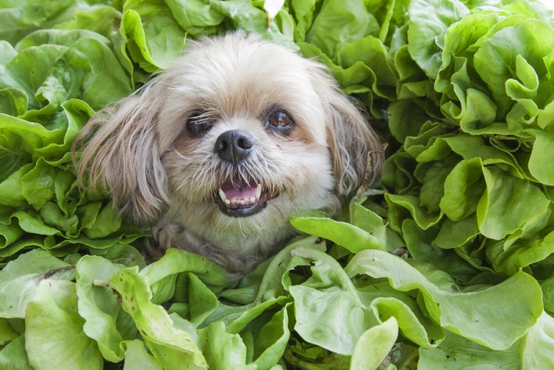 Can Dogs Eat Spinach? AvoDerm