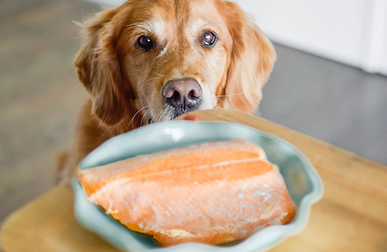 are dogs allowed smoked salmon