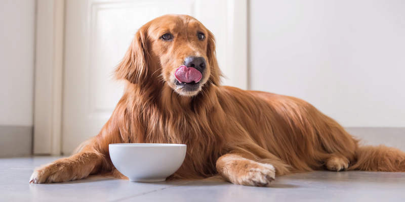 is too much brown rice bad for dogs