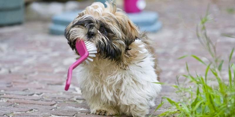 How to Tackle Bad Dog Breath