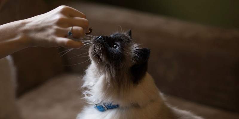 Helpful Tips For Feeding Your Cat