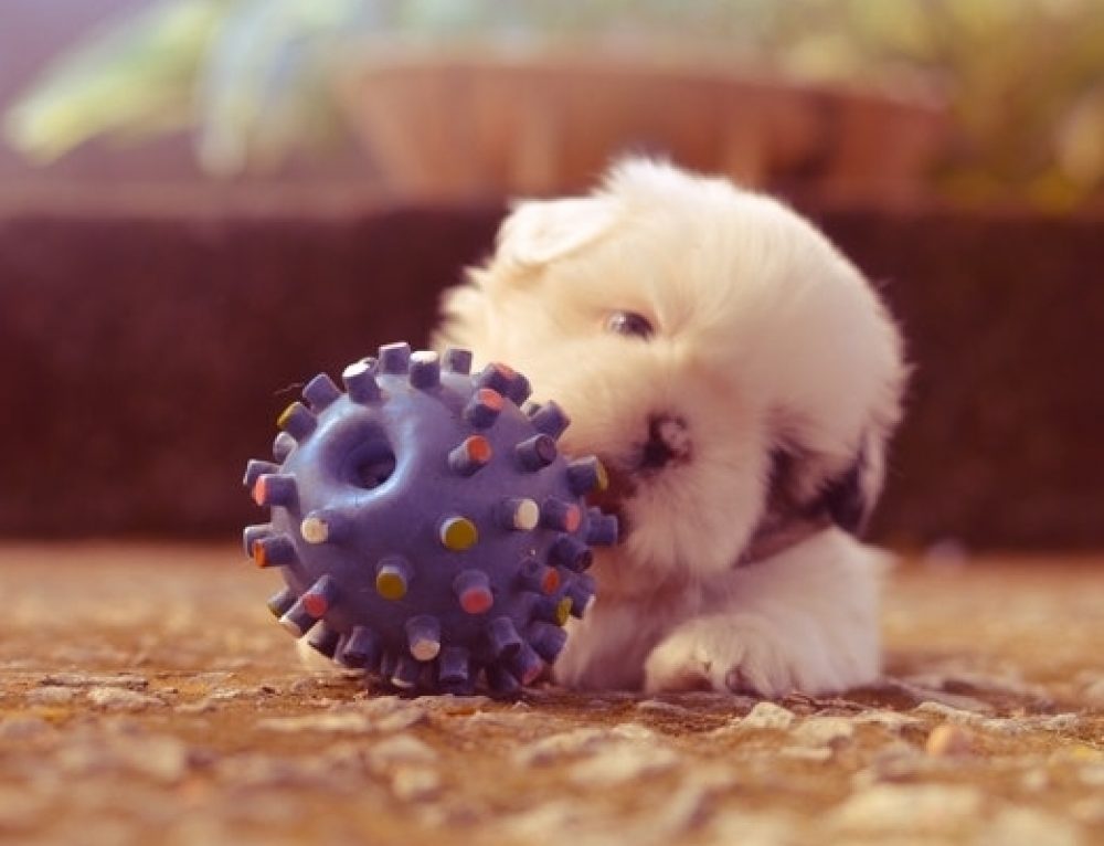 Dominance & Dog Pack Behavior AvoDerm