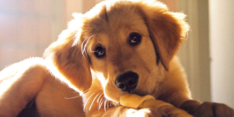 Giving Dogs Bones – Safe Dog Bones For Chewing