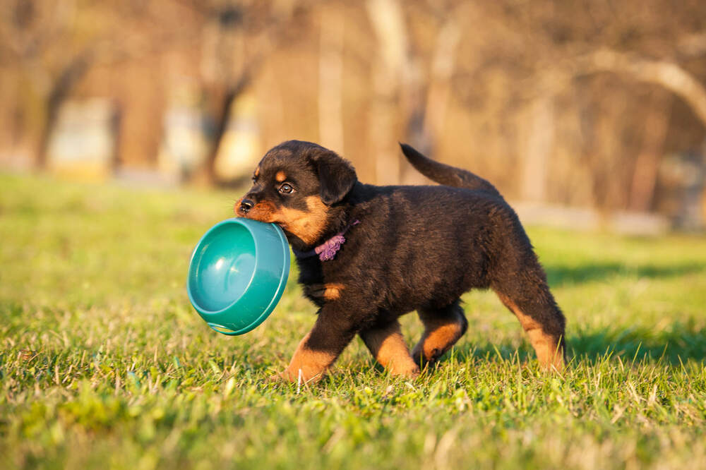 How Long Should A Puppy Eat Puppy Food AvoDerm