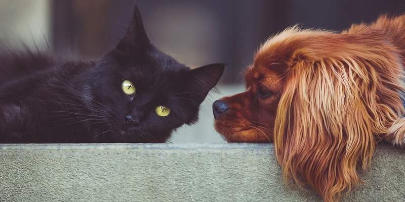 How to introduce your dog to your cat