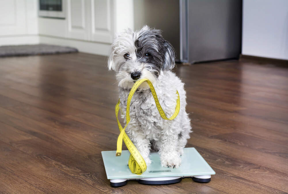 How Can I Tell If My Dog Is Overweight?