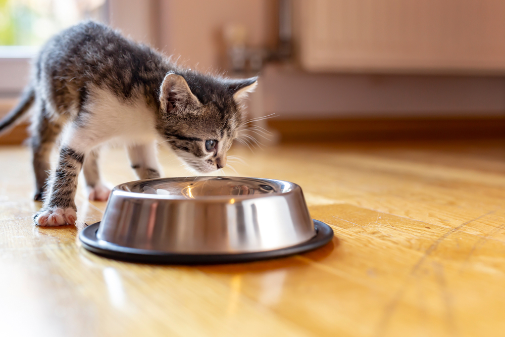 How to get a shop kitten to eat food