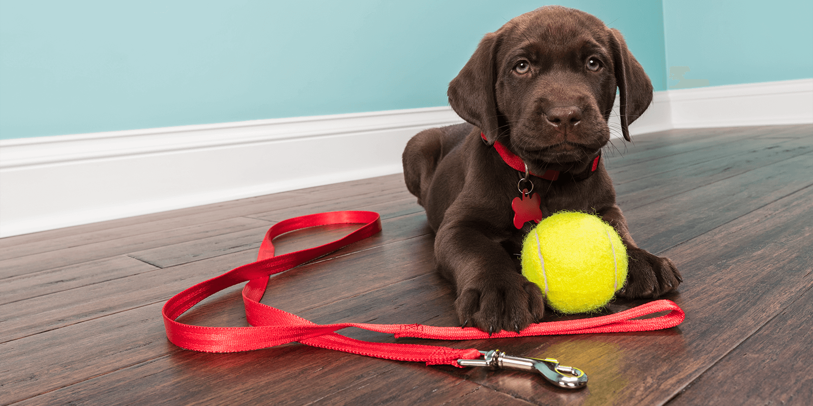 can you housebreak a 6 week old puppy