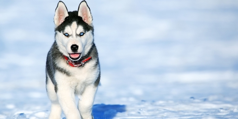 Pet Winter Safety Tips for Your Dog or Cat