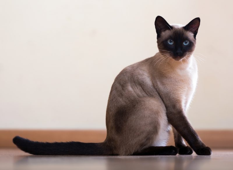 How Long Do Siamese Cats Live? AvoDerm