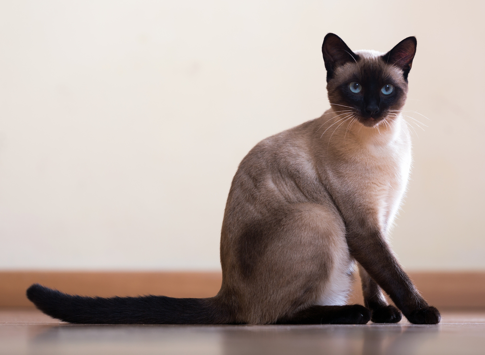 How Long Do Siamese Cats Live?