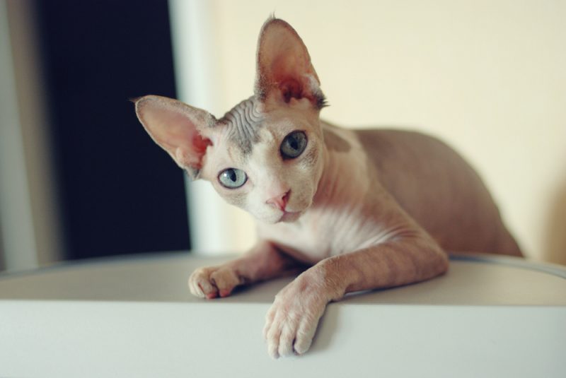 5 Cats That Don't Shed AvoDerm