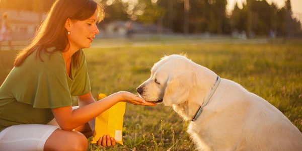 Dog Training 101 - 4 Phases To Building An Unbreakable Bond With Your 