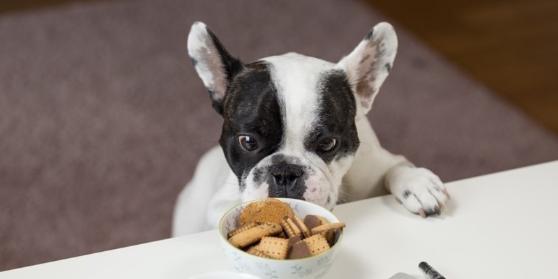 Thanksgiving Dinner Pet Safety – Food Your Pet Should Avoid