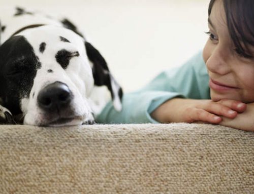 Therapeutic Benefits of Having a Pet