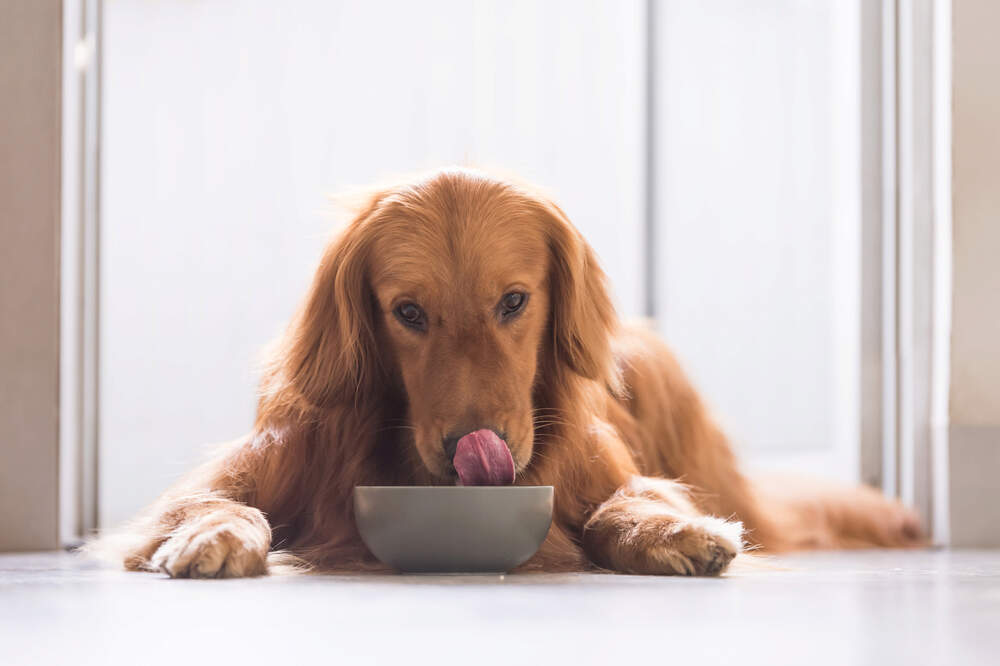 What is Chicken Meal in Dog Food?