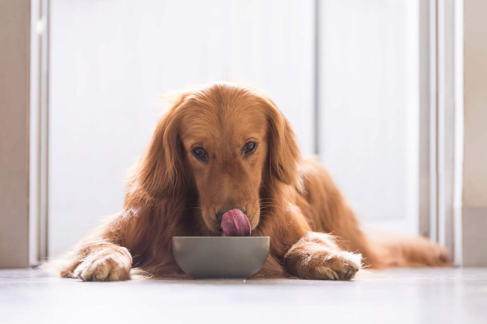 Chicken meal store in dog food