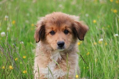 When Do Puppies Grow the Most? - AvoDerm