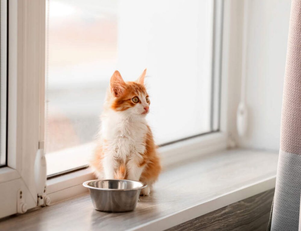 the-6-most-common-food-allergies-in-cats-avoderm