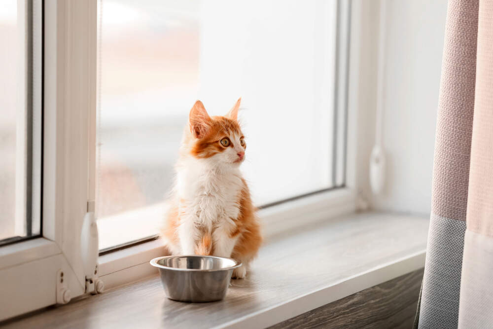 When to Switch from Kitten to Cat Food