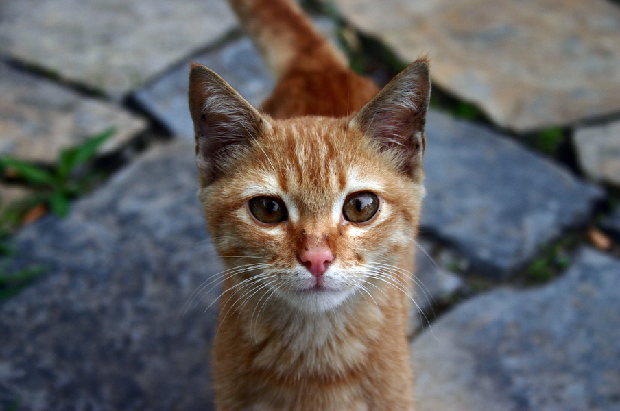 How to Stop Loud Meowing in Cats