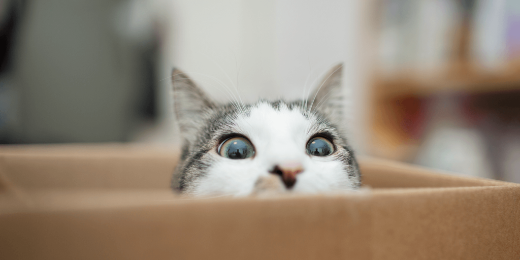 Why Do Cats Do That? Answers to Your Pet Care Questions