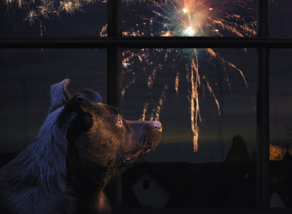 July 4th Pet Safety