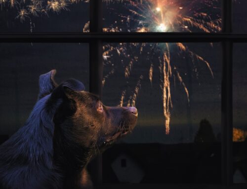 July 4th Pet Safety