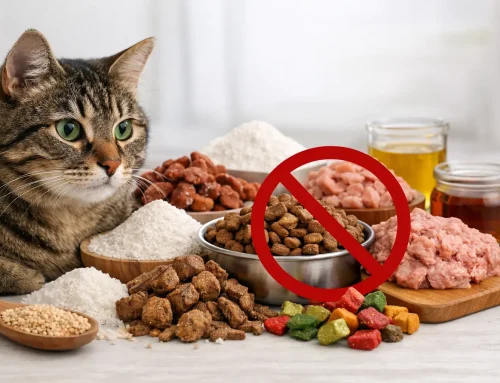 11 Ingredients to Avoid in Cat Food