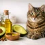Avocado Oil Benefits for Cats Explained