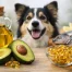 Avocado Oil vs Fish Oil for Dogs