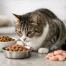 Best Cat Food for Sensitive Stomach Issues