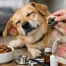 Dog Food Allergy Symptoms Example Guide